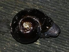 Victaphanta compacta