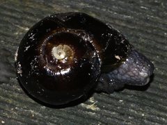 Victaphanta compacta