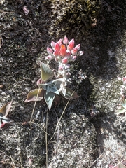 Dudleya cymosa pumila