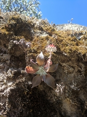 Dudleya cymosa pumila