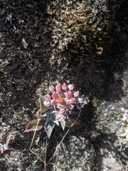 Dudleya cymosa pumila