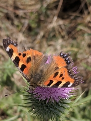 Aglais urticae chinensis