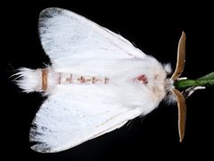 Trichiocercus sparshalli