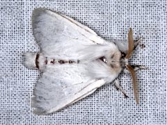 Trichiocercus sparshalli