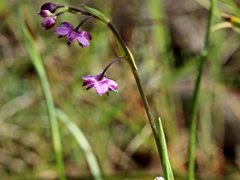 Arthropodium minus