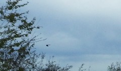Crotophaga sulcirostris