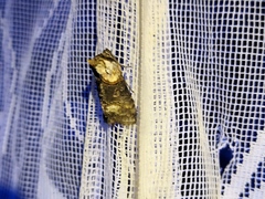 Abrostola asclepiadis