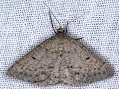 Taxeotis reserata