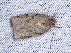 Euchaetis inceptella