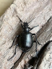 Calosoma inquisitor