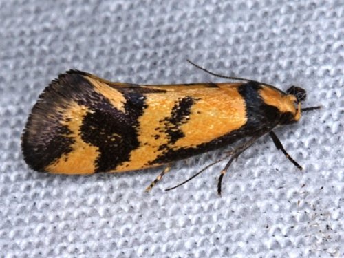 Olbonoma triptycha