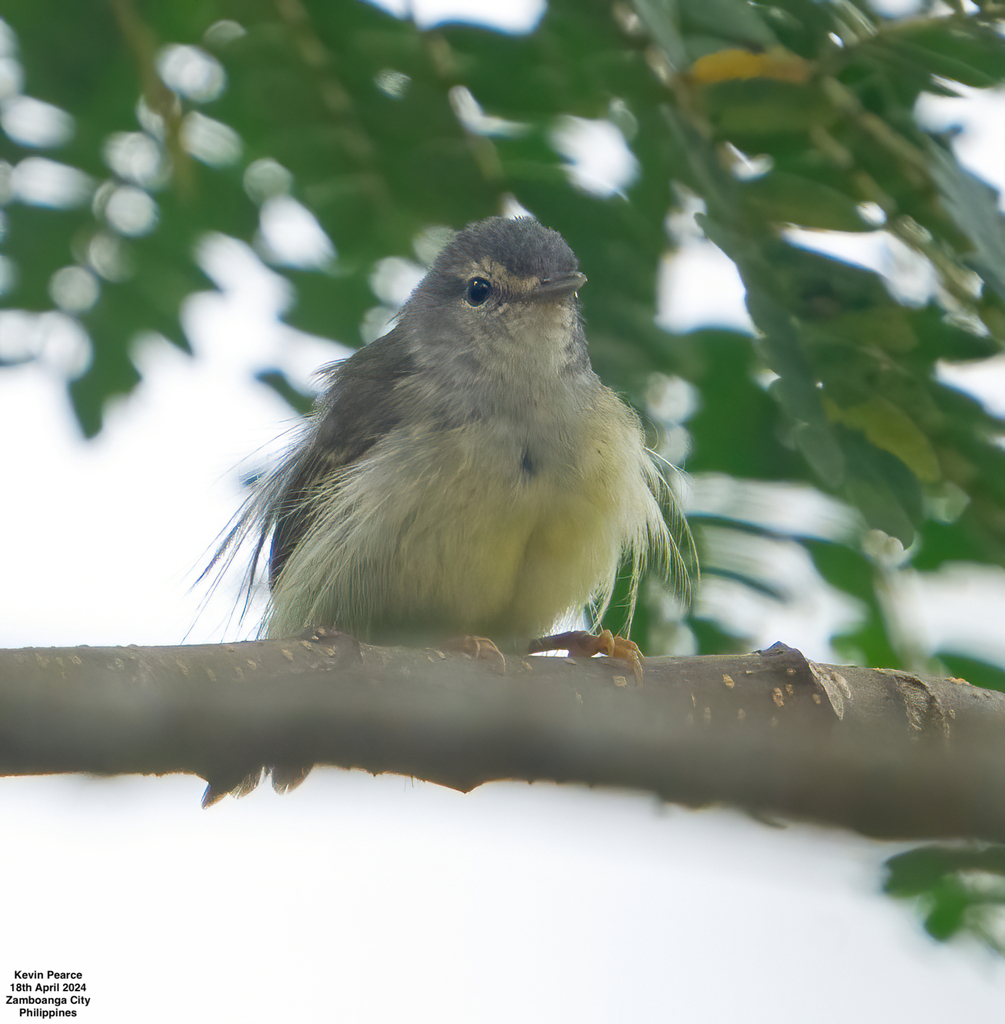 Mindanao Plumed-Warbler photo
