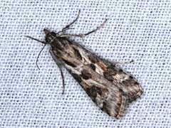 Nomophila corticalis