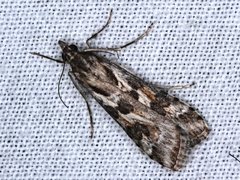 Nomophila corticalis