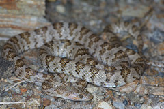 Trimorphodon lyrophanes