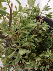Talinum fruticosum