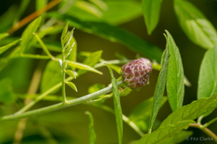 Wisteria frutescens