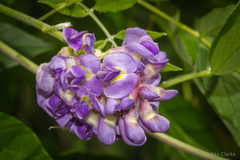 Wisteria frutescens