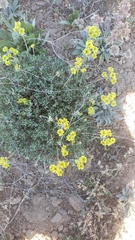Eriogonum umbellatum var. nevadense