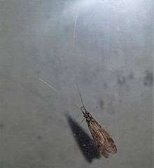 Triplectidinae