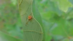 Araneus partitus