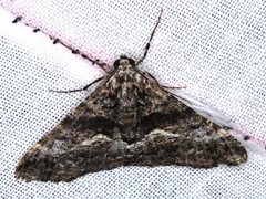 Gastrinodes argoplaca