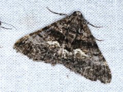 Gastrinodes argoplaca