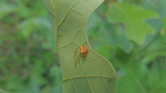 Araneus partitus