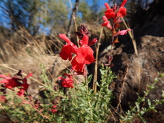 Salvia greggii