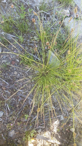Agrostis variabilis observed 2024-06-16