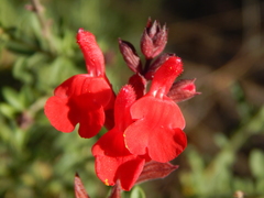 Salvia greggii
