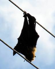 Pteropus seychellensis seychellensis