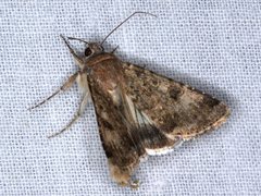 Heliothis punctifera