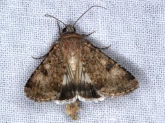 Heliothis punctifera