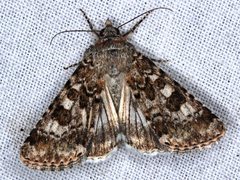 Heliothis punctifera