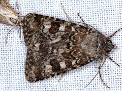 Heliothis punctifera
