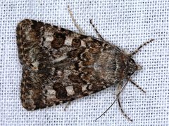 Heliothis punctifera