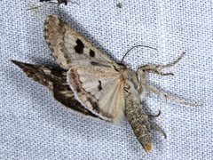 Heliothis punctifera