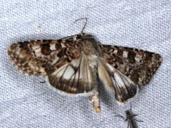 Heliothis punctifera