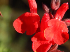 Salvia greggii