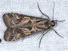 Nomophila corticalis