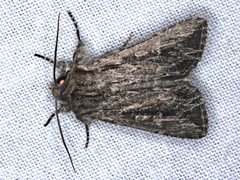 Persectania dyscrita