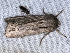 Persectania dyscrita