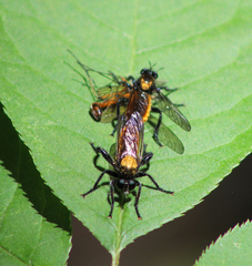 Laphria sericea