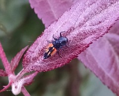 Harmonia axyridis