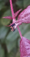 Harmonia axyridis
