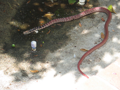 Masticophis flagellum piceus