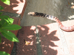 Masticophis flagellum piceus