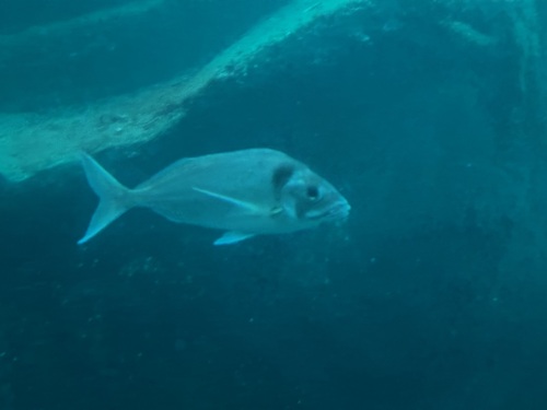 Deep sea perch (Nemadactylus macropterus) — Cheilodactylidae — 4