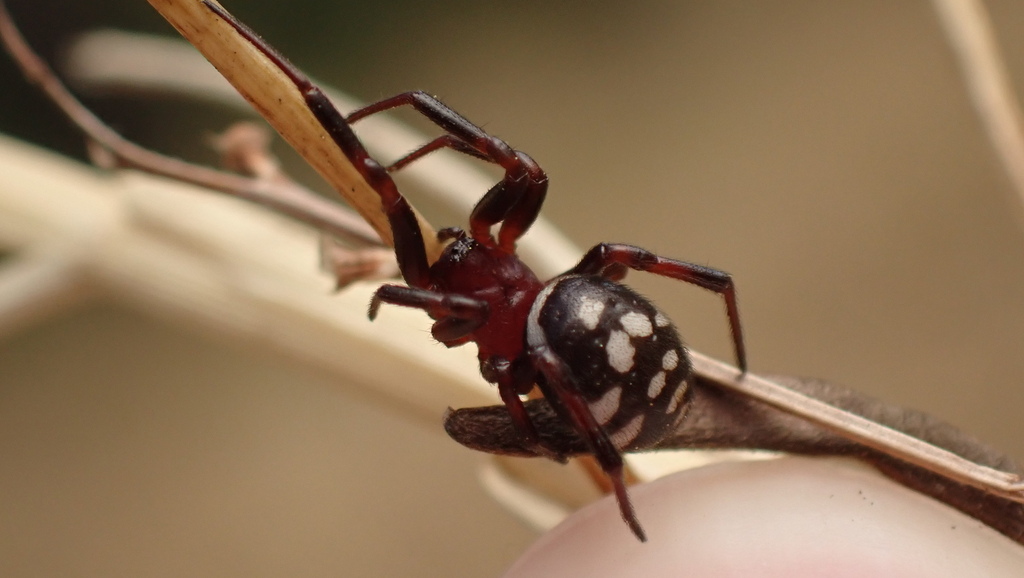 Steatoda dahli